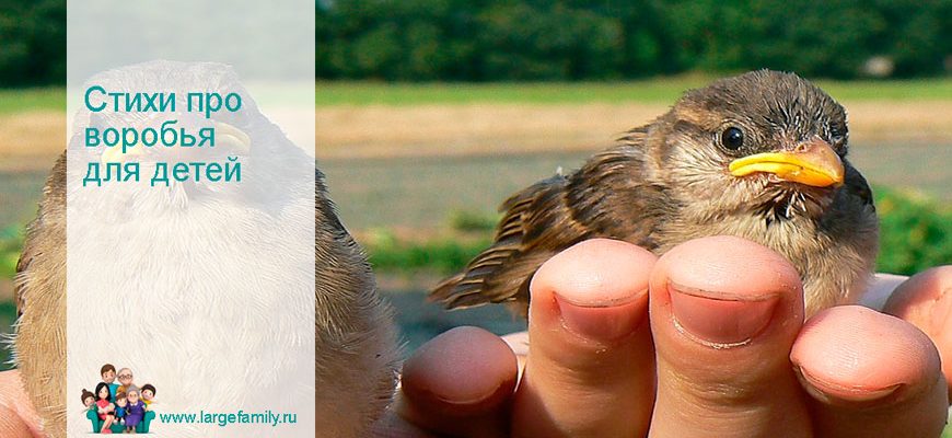 Стихи про воробья для детей