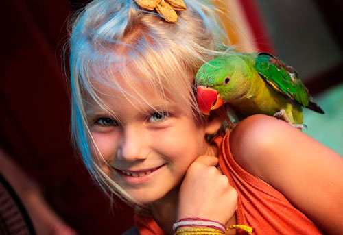 Загадки про попугая для детей 5-7 лет